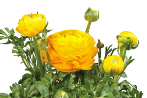 À̹ÌÁö¸¦ Ŭ¸¯ÇÏ½Ã¸é ¿øº»»çÀÌÁî·Î º¸½Ç ¼ö ÀÖ½À´Ï´Ù.