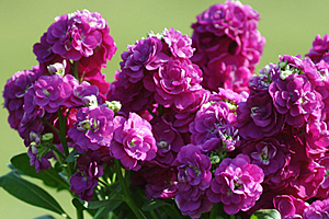À̹ÌÁö¸¦ Ŭ¸¯ÇÏ½Ã¸é ¿øº»»çÀÌÁî·Î º¸½Ç ¼ö ÀÖ½À´Ï´Ù.