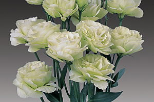 À̹ÌÁö¸¦ Ŭ¸¯ÇÏ½Ã¸é ¿øº»»çÀÌÁî·Î º¸½Ç ¼ö ÀÖ½À´Ï´Ù.