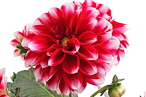 À̹ÌÁö¸¦ Ŭ¸¯ÇÏ½Ã¸é ¿øº»»çÀÌÁî·Î º¸½Ç ¼ö ÀÖ½À´Ï´Ù.