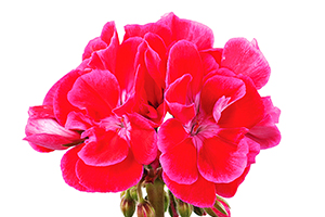 À̹ÌÁö¸¦ Ŭ¸¯ÇÏ½Ã¸é ¿øº»»çÀÌÁî·Î º¸½Ç ¼ö ÀÖ½À´Ï´Ù.