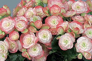 À̹ÌÁö¸¦ Ŭ¸¯ÇÏ½Ã¸é ¿øº»»çÀÌÁî·Î º¸½Ç ¼ö ÀÖ½À´Ï´Ù.