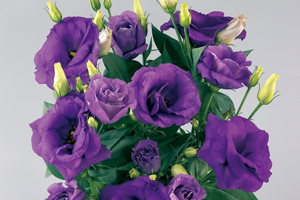 À̹ÌÁö¸¦ Ŭ¸¯ÇÏ½Ã¸é ¿øº»»çÀÌÁî·Î º¸½Ç ¼ö ÀÖ½À´Ï´Ù.