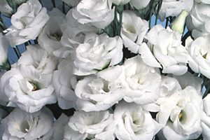 À̹ÌÁö¸¦ Ŭ¸¯ÇÏ½Ã¸é ¿øº»»çÀÌÁî·Î º¸½Ç ¼ö ÀÖ½À´Ï´Ù.