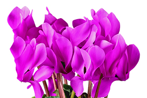 À̹ÌÁö¸¦ Ŭ¸¯ÇÏ½Ã¸é ¿øº»»çÀÌÁî·Î º¸½Ç ¼ö ÀÖ½À´Ï´Ù.