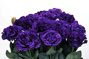 À̹ÌÁö¸¦ Ŭ¸¯ÇÏ½Ã¸é ¿øº»»çÀÌÁî·Î º¸½Ç ¼ö ÀÖ½À´Ï´Ù.