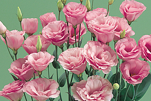 À̹ÌÁö¸¦ Ŭ¸¯ÇÏ½Ã¸é ¿øº»»çÀÌÁî·Î º¸½Ç ¼ö ÀÖ½À´Ï´Ù.
