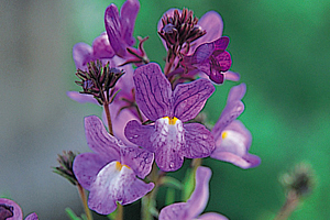 À̹ÌÁö¸¦ Ŭ¸¯ÇÏ½Ã¸é ¿øº»»çÀÌÁî·Î º¸½Ç ¼ö ÀÖ½À´Ï´Ù.