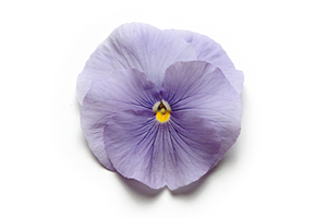 À̹ÌÁö¸¦ Ŭ¸¯ÇÏ½Ã¸é ¿øº»»çÀÌÁî·Î º¸½Ç ¼ö ÀÖ½À´Ï´Ù.