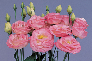 À̹ÌÁö¸¦ Ŭ¸¯ÇÏ½Ã¸é ¿øº»»çÀÌÁî·Î º¸½Ç ¼ö ÀÖ½À´Ï´Ù.