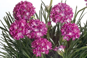 À̹ÌÁö¸¦ Ŭ¸¯ÇÏ½Ã¸é ¿øº»»çÀÌÁî·Î º¸½Ç ¼ö ÀÖ½À´Ï´Ù.