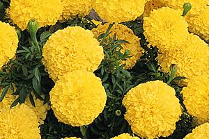 À̹ÌÁö¸¦ Ŭ¸¯ÇÏ½Ã¸é ¿øº»»çÀÌÁî·Î º¸½Ç ¼ö ÀÖ½À´Ï´Ù.