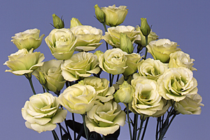 À̹ÌÁö¸¦ Ŭ¸¯ÇÏ½Ã¸é ¿øº»»çÀÌÁî·Î º¸½Ç ¼ö ÀÖ½À´Ï´Ù.