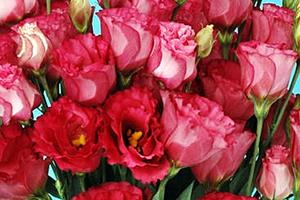 À̹ÌÁö¸¦ Ŭ¸¯ÇÏ½Ã¸é ¿øº»»çÀÌÁî·Î º¸½Ç ¼ö ÀÖ½À´Ï´Ù.
