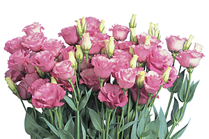 À̹ÌÁö¸¦ Ŭ¸¯ÇÏ½Ã¸é ¿øº»»çÀÌÁî·Î º¸½Ç ¼ö ÀÖ½À´Ï´Ù.