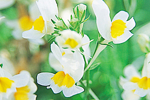 À̹ÌÁö¸¦ Ŭ¸¯ÇÏ½Ã¸é ¿øº»»çÀÌÁî·Î º¸½Ç ¼ö ÀÖ½À´Ï´Ù.
