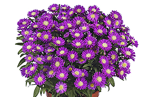À̹ÌÁö¸¦ Ŭ¸¯ÇÏ½Ã¸é ¿øº»»çÀÌÁî·Î º¸½Ç ¼ö ÀÖ½À´Ï´Ù.