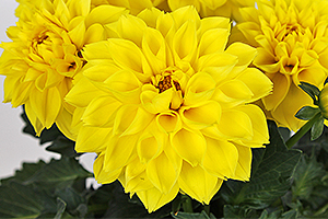 À̹ÌÁö¸¦ Ŭ¸¯ÇÏ½Ã¸é ¿øº»»çÀÌÁî·Î º¸½Ç ¼ö ÀÖ½À´Ï´Ù.