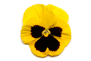 À̹ÌÁö¸¦ Ŭ¸¯ÇÏ½Ã¸é ¿øº»»çÀÌÁî·Î º¸½Ç ¼ö ÀÖ½À´Ï´Ù.