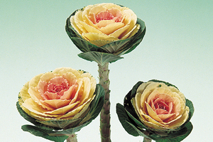 À̹ÌÁö¸¦ Ŭ¸¯ÇÏ½Ã¸é ¿øº»»çÀÌÁî·Î º¸½Ç ¼ö ÀÖ½À´Ï´Ù.