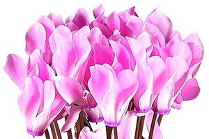 À̹ÌÁö¸¦ Ŭ¸¯ÇÏ½Ã¸é ¿øº»»çÀÌÁî·Î º¸½Ç ¼ö ÀÖ½À´Ï´Ù.