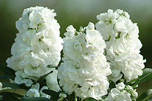 À̹ÌÁö¸¦ Ŭ¸¯ÇÏ½Ã¸é ¿øº»»çÀÌÁî·Î º¸½Ç ¼ö ÀÖ½À´Ï´Ù.