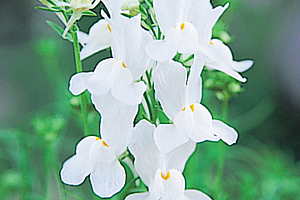À̹ÌÁö¸¦ Ŭ¸¯ÇÏ½Ã¸é ¿øº»»çÀÌÁî·Î º¸½Ç ¼ö ÀÖ½À´Ï´Ù.
