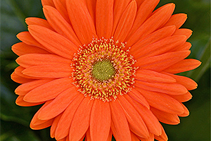 À̹ÌÁö¸¦ Ŭ¸¯ÇÏ½Ã¸é ¿øº»»çÀÌÁî·Î º¸½Ç ¼ö ÀÖ½À´Ï´Ù.