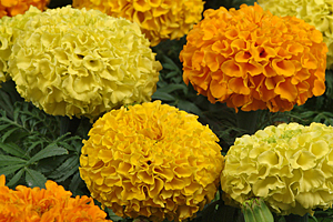 À̹ÌÁö¸¦ Ŭ¸¯ÇÏ½Ã¸é ¿øº»»çÀÌÁî·Î º¸½Ç ¼ö ÀÖ½À´Ï´Ù.