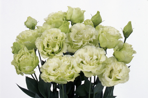 À̹ÌÁö¸¦ Ŭ¸¯ÇÏ½Ã¸é ¿øº»»çÀÌÁî·Î º¸½Ç ¼ö ÀÖ½À´Ï´Ù.