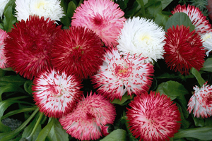 À̹ÌÁö¸¦ Ŭ¸¯ÇÏ½Ã¸é ¿øº»»çÀÌÁî·Î º¸½Ç ¼ö ÀÖ½À´Ï´Ù.