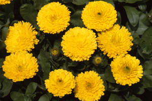 À̹ÌÁö¸¦ Ŭ¸¯ÇÏ½Ã¸é ¿øº»»çÀÌÁî·Î º¸½Ç ¼ö ÀÖ½À´Ï´Ù.