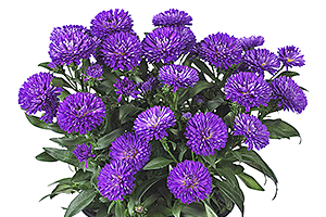 À̹ÌÁö¸¦ Ŭ¸¯ÇÏ½Ã¸é ¿øº»»çÀÌÁî·Î º¸½Ç ¼ö ÀÖ½À´Ï´Ù.