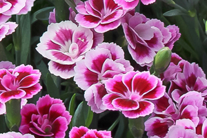 À̹ÌÁö¸¦ Ŭ¸¯ÇÏ½Ã¸é ¿øº»»çÀÌÁî·Î º¸½Ç ¼ö ÀÖ½À´Ï´Ù.