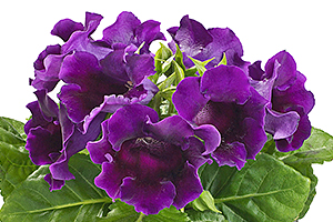 À̹ÌÁö¸¦ Ŭ¸¯ÇÏ½Ã¸é ¿øº»»çÀÌÁî·Î º¸½Ç ¼ö ÀÖ½À´Ï´Ù.