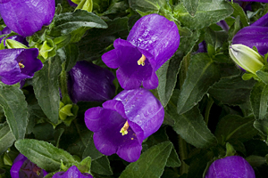 À̹ÌÁö¸¦ Ŭ¸¯ÇÏ½Ã¸é ¿øº»»çÀÌÁî·Î º¸½Ç ¼ö ÀÖ½À´Ï´Ù.