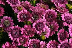 À̹ÌÁö¸¦ Ŭ¸¯ÇÏ½Ã¸é ¿øº»»çÀÌÁî·Î º¸½Ç ¼ö ÀÖ½À´Ï´Ù.